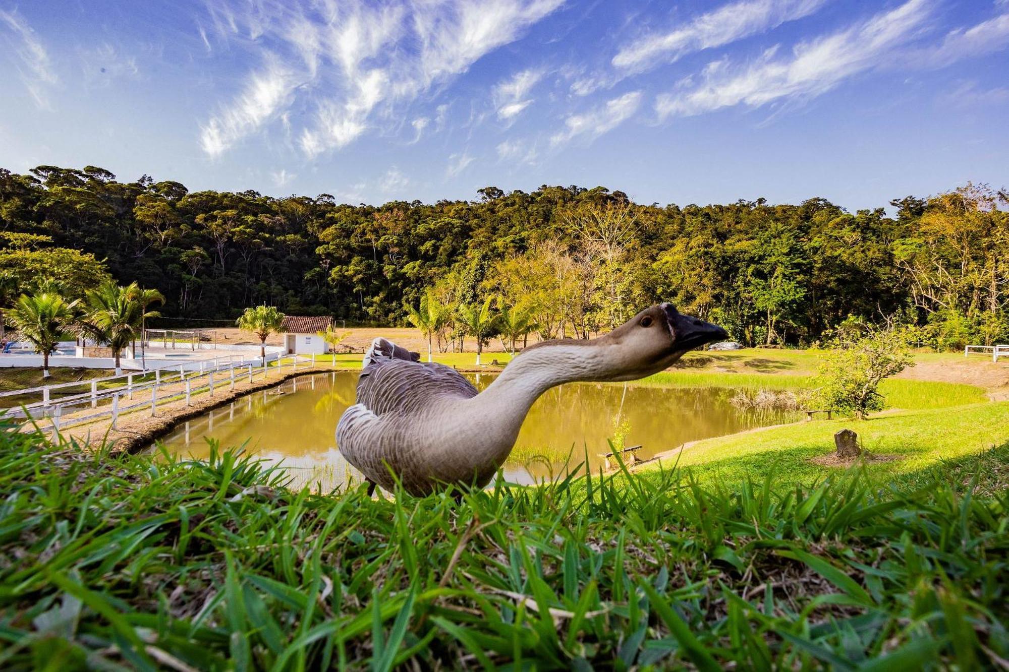 Recanto Das Aguas - Chales No Meio Da Mata Atlantica Eldorado Exterior foto